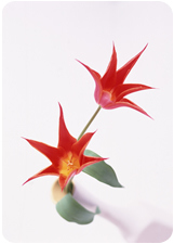 ごあいさつ イメージ